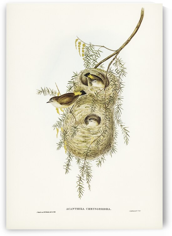 Yellow-rumped Acanthiza Acanthiza chrysorrhoea illustrated by Elizabeth Gould 1804–1841 for John Gould’s 1804-1881 Birds of Australia  by IStockHistory com