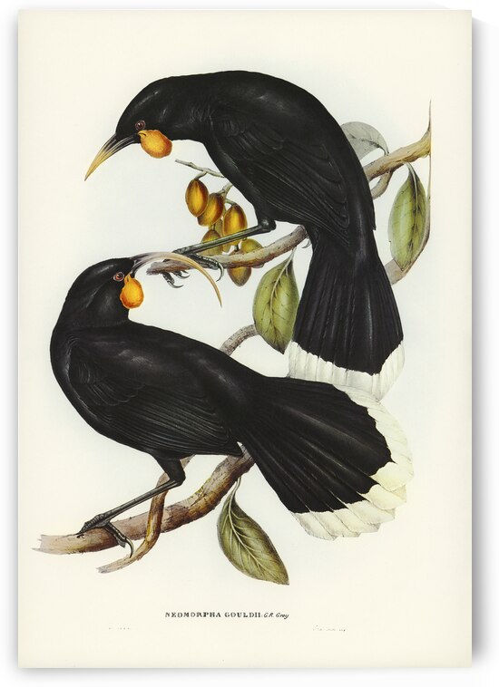 Gould&39s Neomorpha Neomorpha Gouldii illustrated by Elizabeth Gould 1804–1841 for John Gould’s 1804-1881 Birds of Australia  by IStockHistory com