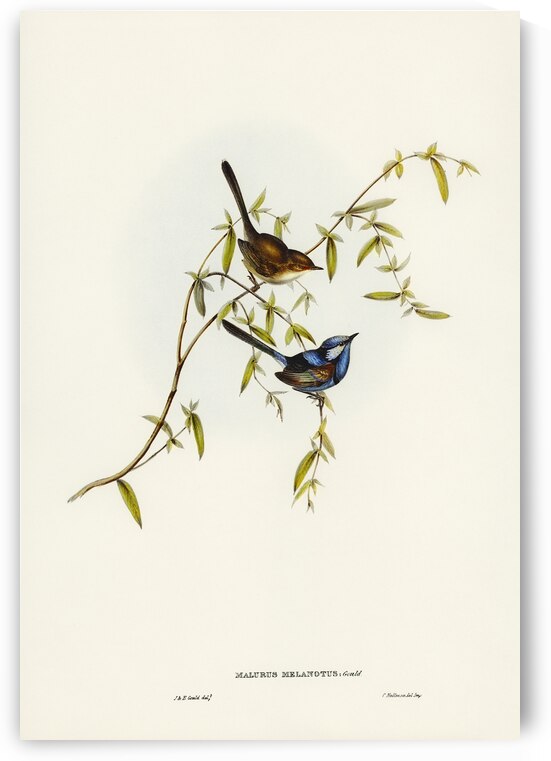 Black-backed Wren Malurus melanotus illustrated by Elizabeth Gould 1804–1841 for John Gould’s 1804-1881 Birds of Australia  by IStockHistory com