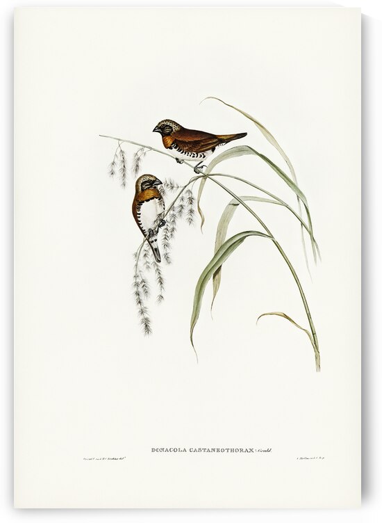 Chestnut-breasted Finch Donacola castaneothorax illustrated by Elizabeth Gould 1804–1841 for John Gould’s 1804-1881 Birds of Australia  by IStockHistory com