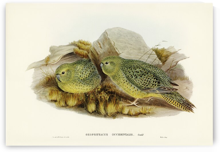 Nocturnal Ground-Parakeet Geopsittacus occidentalis illustrated by Elizabeth Gould 1804–1841 for John Gould’s 1804-1881 Birds of Australia  by IStockHistory com