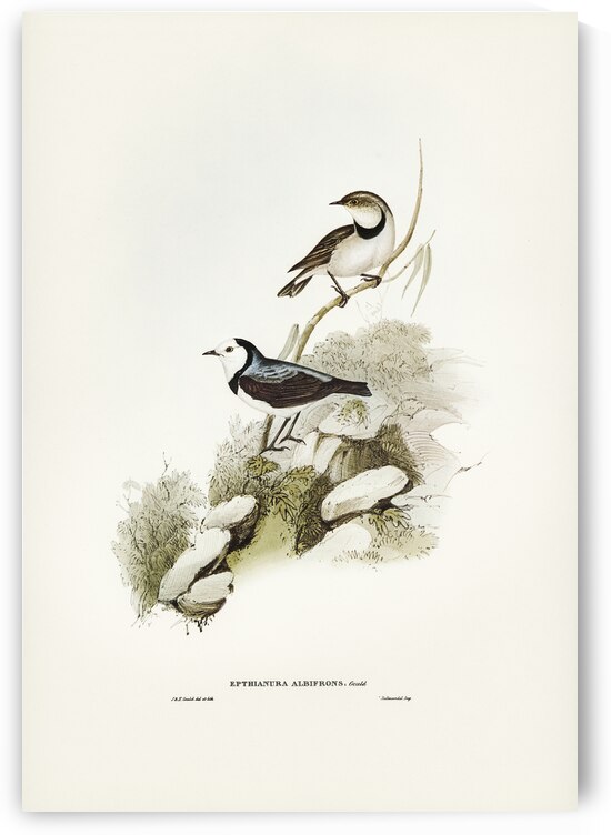 White-fronted chat Ephthianura albifrons illustrated by Elizabeth Gould 1804–1841 for John Gould’s 1804-1881 Birds of Australia  by IStockHistory com