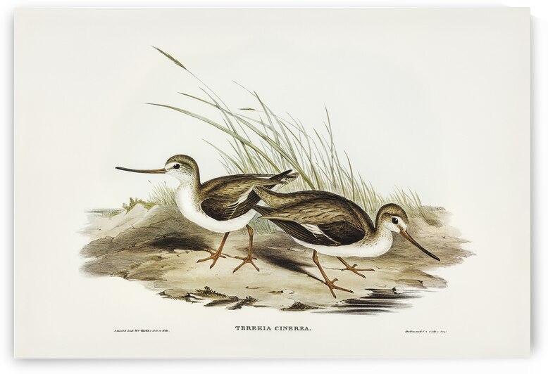 Terek Godwit Terekia cinerea illustrated by Elizabeth Gould 1804–1841 for John Gould’s 1804-1881 Birds of Australia  by IStockHistory com