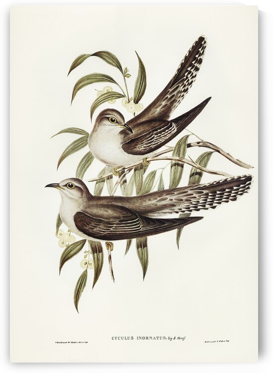 Unadorned Cuckoo Cuculus inornatus illustrated by Elizabeth Gould 1804–1841 for John Gould’s 1804-1881 Birds of Australia  by IStockHistory com