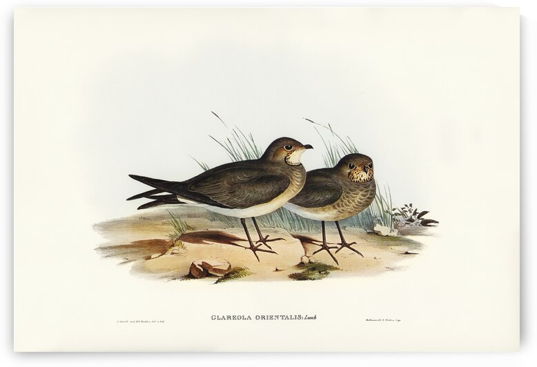 Oriental Pratincole Glareola Orientalis illustrated by Elizabeth Gould 1804–1841 for John Gould’s 1804-1881 Birds of Australia  by IStockHistory com