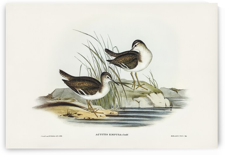 Fairy Sandpiper Actitis empusa illustrated by Elizabeth Gould 1804–1841 for John Gould’s 1804-1881 Birds of Australia  by IStockHistory com