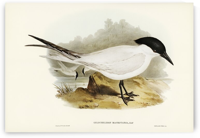 Great-footed Tern Gelochelidon macrotarsa illustrated by Elizabeth Gould 1804–1841 for John Gould’s 1804-1881 Birds of Australia  by IStockHistory com