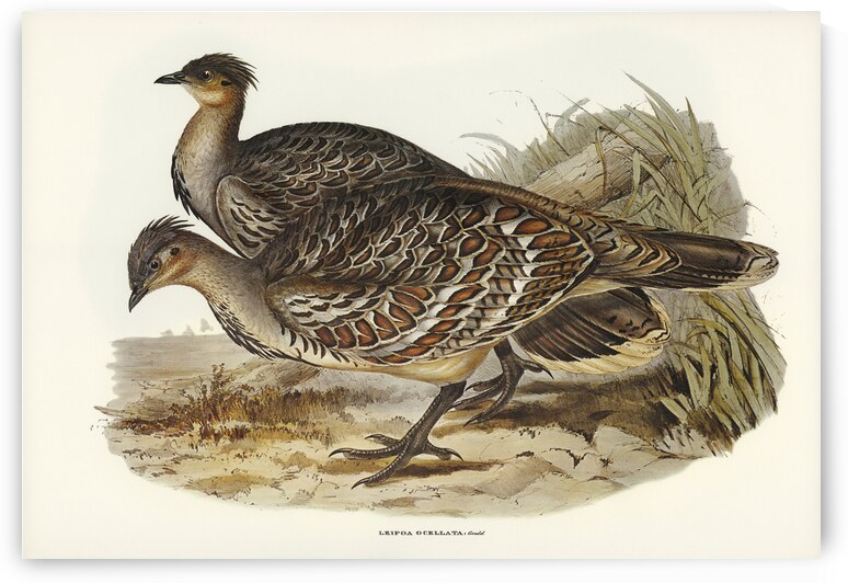 Ocellated Leipoa Leipoa ocellata illustrated by Elizabeth Gould 1804–1841 for John Gould’s 1804-1881 Birds of Australia  by IStockHistory com