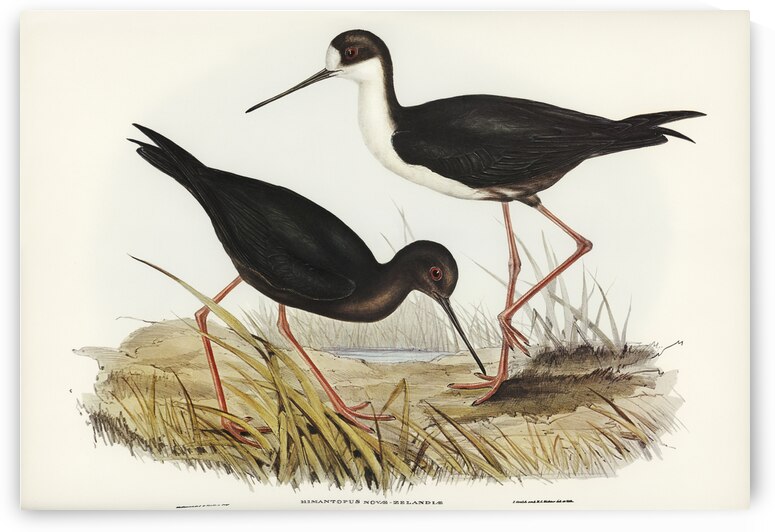 New Zealand Stilt Himantopus Novae-Zelandiae illustrated by Elizabeth Gould 1804–1841 for John Gould’s 1804-1881 Birds of Australia  by IStockHistory com