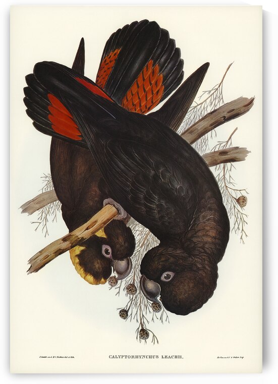 Leachs Cockatoo Calyptorhynchus Leachii illustrated by Elizabeth Gould 1804–1841 for John Gould’s 1804-1881 Birds of Australia  by IStockHistory com