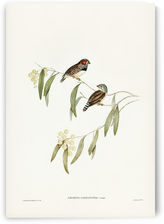 Chestnut-eared Finch Amadina castanotis illustrated by Elizabeth Gould 1804–1841 for John Gould’s 1804-1881 Birds of Australia  by IStockHistory com