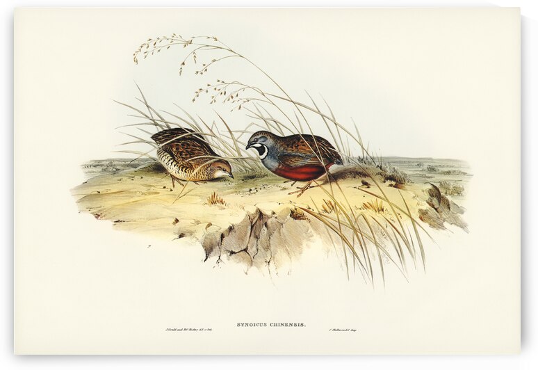 Chinese Quail Synoicus Chinensis illustrated by Elizabeth Gould 1804–1841 for John Gould’s 1804-1881 Birds of Australia  by IStockHistory com