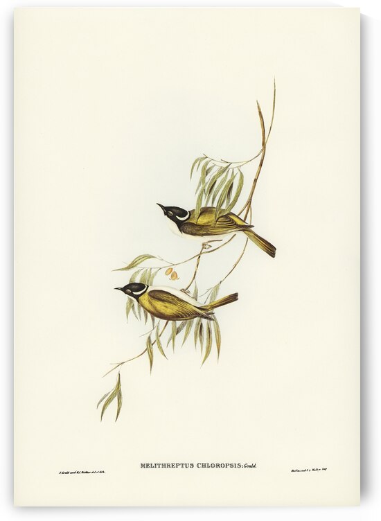 Swan River Honey-eater Melithreptus chloropsis illustrated by Elizabeth Gould 1804–1841 for John Gould’s 1804-1881 Birds of Australia  by IStockHistory com
