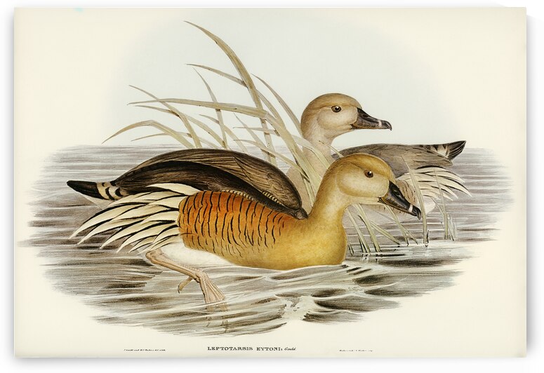 Masked Pewit Lobivanellus personatus illustrated by Elizabeth Gould 1804–1841 for John Gould’s 1804-1881 Birds of Australia  by IStockHistory com
