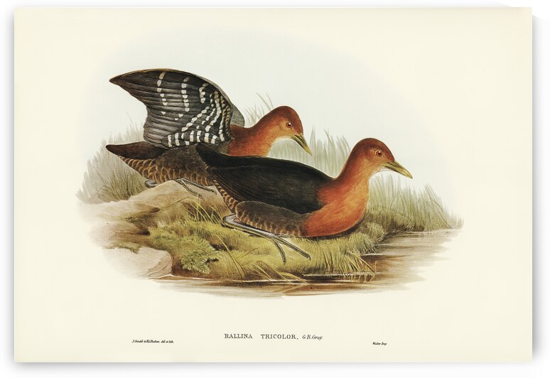Red-necked Rail Rallina tricolor illustrated by Elizabeth Gould 1804–1841 for John Gould’s 1804-1881 Birds of Australia  by IStockHistory com