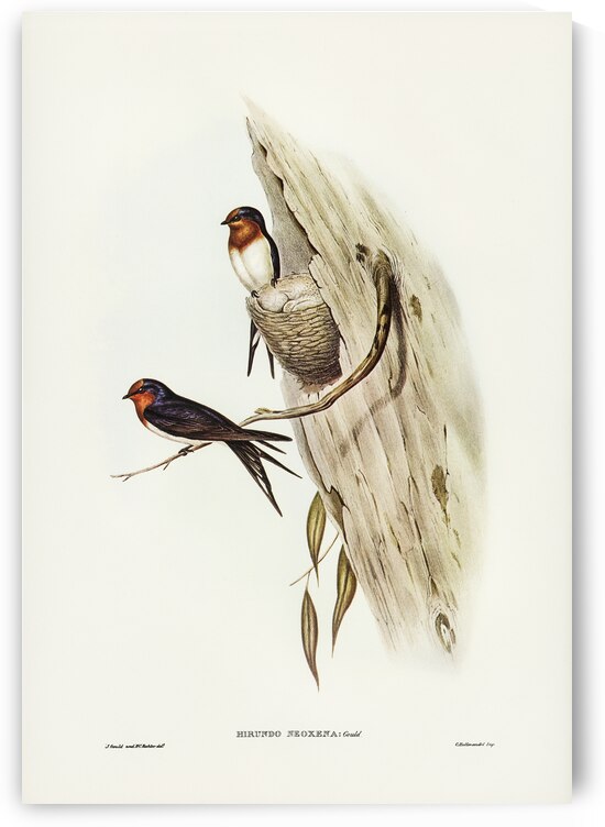 Welcome Swallow Hirundo neoxena illustrated by Elizabeth Gould 1804–1841 for John Gould’s 1804-1881 Birds of Australia  by IStockHistory com