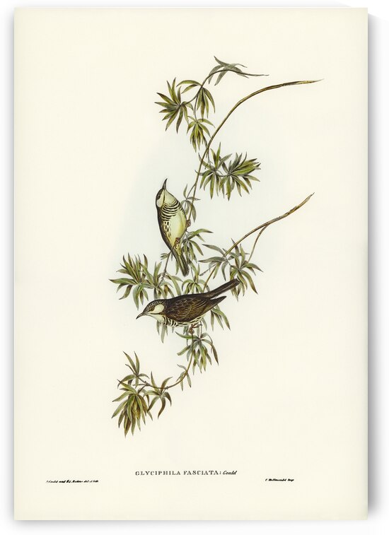 Fasciated Honey-eater Glyciphila fasciata illustrated by Elizabeth Gould 1804–1841 for John Gould’s 1804-1881 Birds of Australia  by IStockHistory com