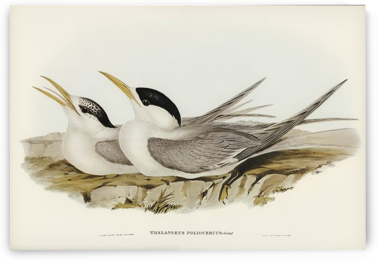 Bass Straits Tern Thalasseus poliocercus illustrated by Elizabeth Gould 1804–1841 for John Gould’s 1804-1881 Birds of Australia  by IStockHistory com