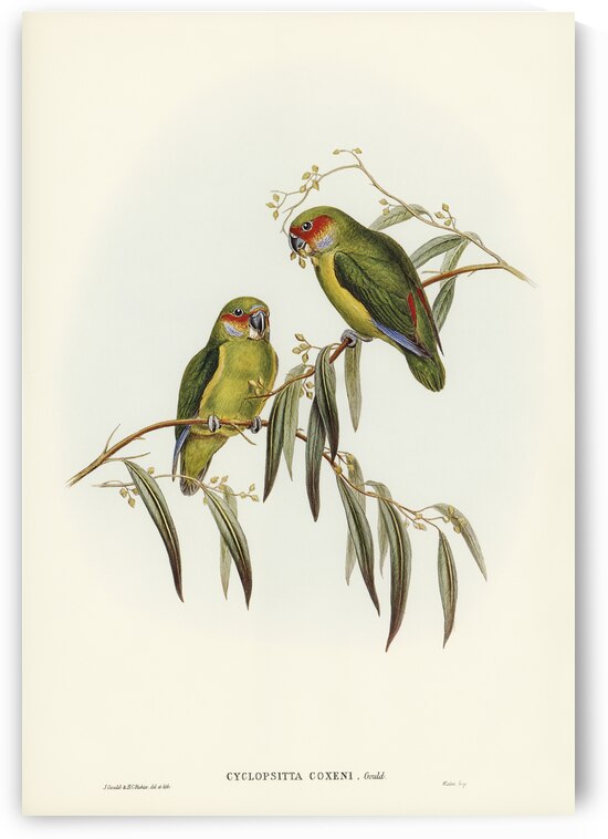 Coxens Parakeet Cyclopsitta Coxeni illustrated by Elizabeth Gould 1804–1841 for John Gould’s 1804-1881 Birds of Australia  by IStockHistory com