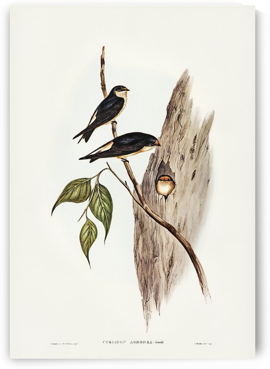 Tree Martin Collocalia arborea illustrated by Elizabeth Gould 1804–1841 for John Gould’s 1804-1881 Birds of Australia  by IStockHistory com
