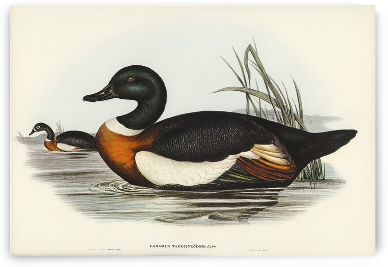 Chesnut-Coloured Shieldrake Casarca Tadornoides illustrated by Elizabeth Gould 1804–1841 for John Gould’s 1804-1881 Birds of Australia  by IStockHistory com