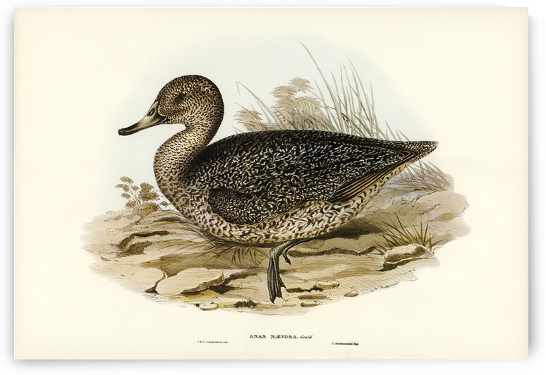 Freckled Duck Anus naevosa illustrated by Elizabeth Gould 1804–1841 for John Gould’s 1804-1881 Birds of Australia  by IStockHistory com