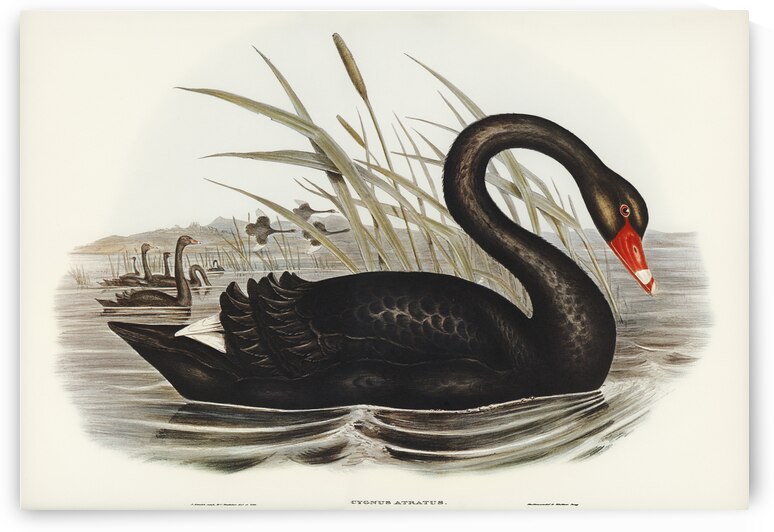Black Swan Cygnus atratus illustrated by Elizabeth Gould 1804–1841 for John Gould’s 1804-1881 Birds of Australia  by IStockHistory com