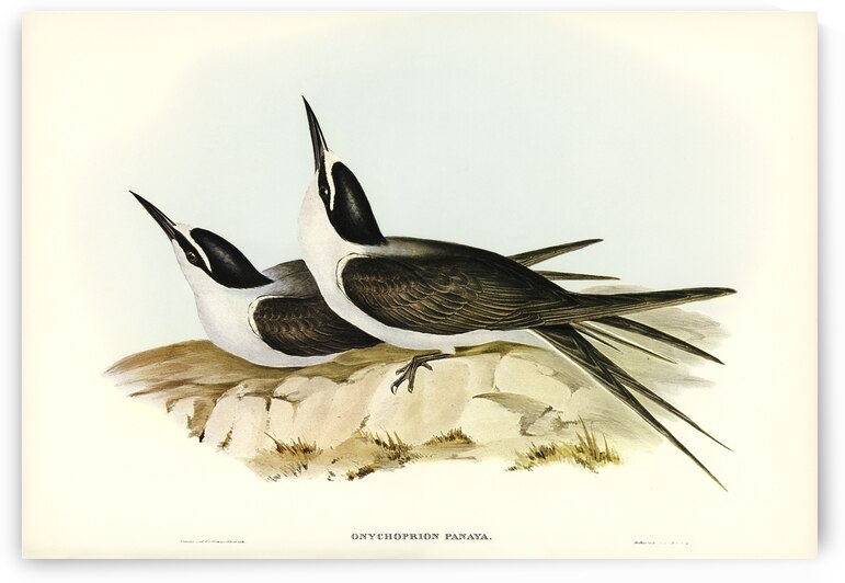 Panayan Tern Onychoprion Panaya illustrated by Elizabeth Gould 1804–1841 for John Gould’s 1804-1881 Birds of Australia  by IStockHistory com