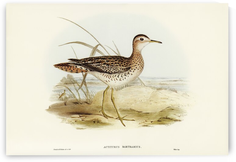 Bartrams Sandpiper Actiturus Bartramius illustrated by Elizabeth Gould 1804–1841 for John Gould’s 1804-1881 Birds of Australia  by IStockHistory com
