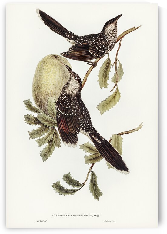 Brush Wattle Bird Anthochaera mellivora illustrated by Elizabeth Gould 1804–1841 for John Gould’s 1804-1881 Birds of Australia  by IStockHistory com
