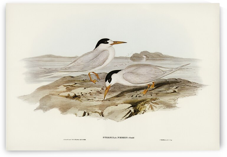 Australian Little Tern Sternula Nereis illustrated by Elizabeth Gould 1804–1841 for John Gould’s 1804-1881 Birds of Australia  by IStockHistory com