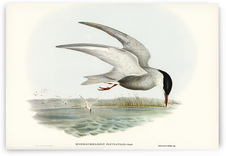 Marsh Tern Hydrochelidon fluviatilis illustrated by Elizabeth Gould 1804–1841 for John Gould’s 1804-1881 Birds of Australia  by IStockHistory com