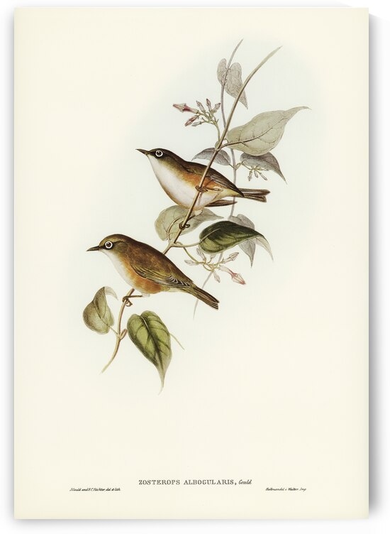 White-breasted Zosterops Zosterops albogularis illustrated by Elizabeth Gould 1804–1841 for John Gould’s 1804-1881 Birds of Australia  by IStockHistory com