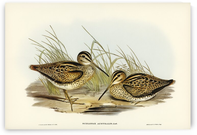 New Holland Snipe Scolopax Australis illustrated by Elizabeth Gould 1804–1841 for John Gould’s 1804-1881 Birds of Australia  by IStockHistory com