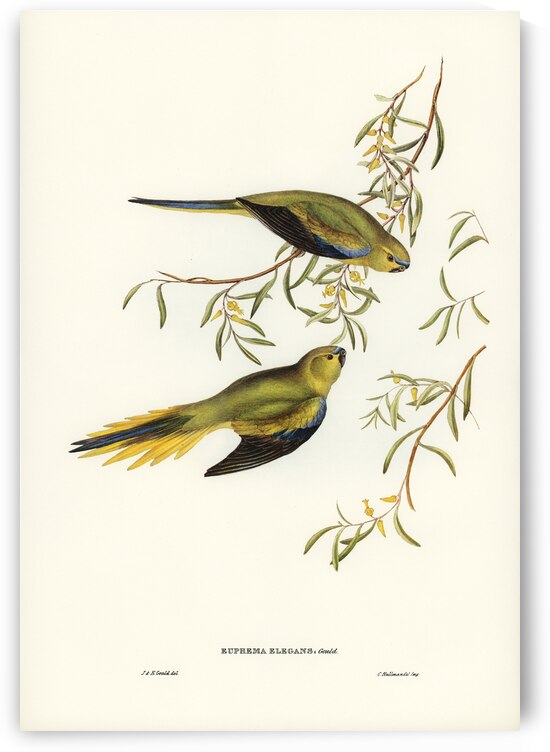 Elegant Grass-Parakeet Euphema elegans illustrated by Elizabeth Gould 1804–1841 for John Gould’s 1804-1881 Birds of Australia  by IStockHistory com