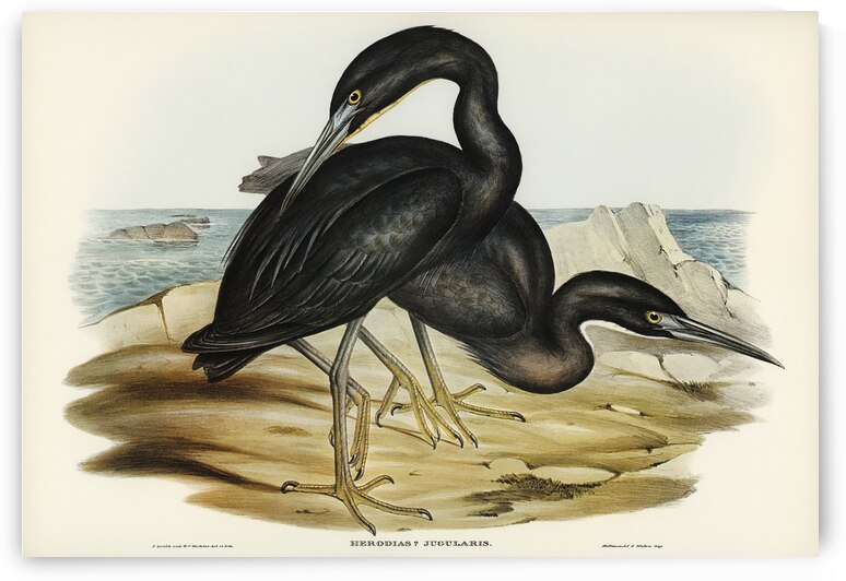 Blue Reef Heron Herodias jugularis illustrated by Elizabeth Gould 1804–1841 for John Gould’s 1804-1881 Birds of Australia  by IStockHistory com