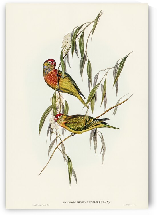 Varied Lorikeet Trichoglossus versicolor illustrated by Elizabeth Gould 1804–1841 for John Gould’s 1804-1881 Birds of Australia  by IStockHistory com