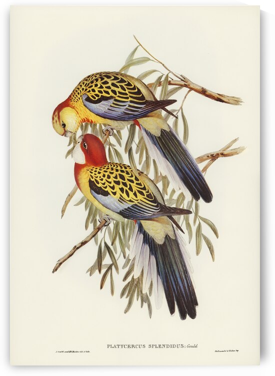 Splendid Parakeet Platycercus splendidus illustrated by Elizabeth Gould 1804–1841 for John Gould’s 1804-1881 Birds of Australia  by IStockHistory com