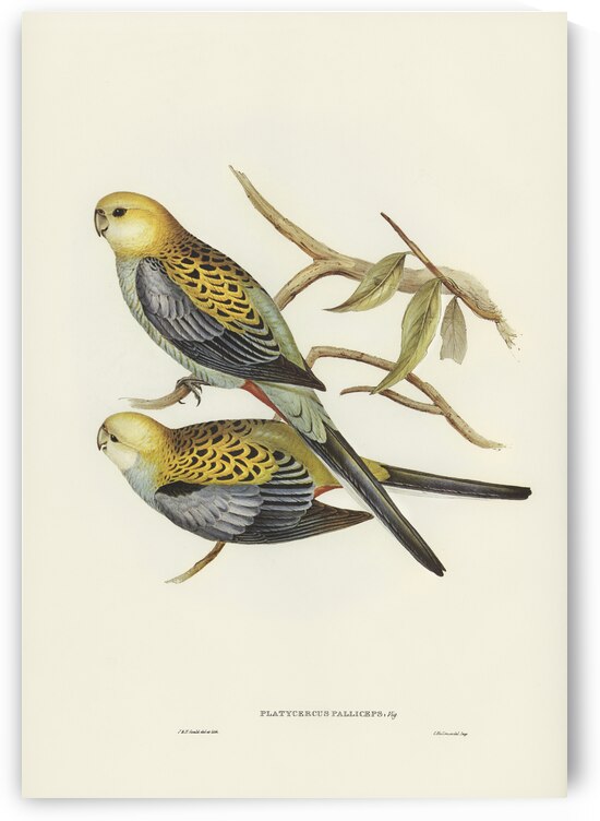 Pale-headed Parakeet Platycercus palliceps illustrated by Elizabeth Gould 1804–1841 for John Gould’s 1804-1881 Birds of Australia  by IStockHistory com