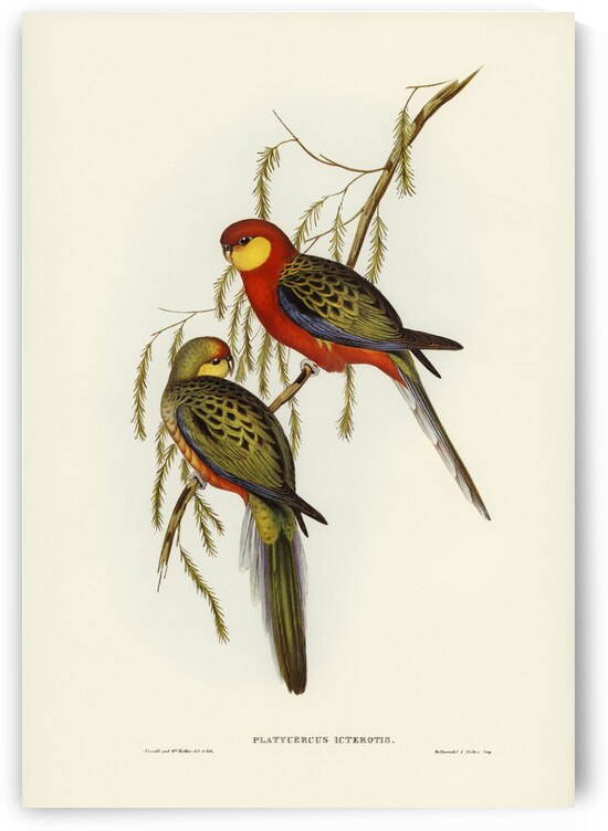 The Earl of Derbys Parrakeet Platycercus icterotis illustrated by Elizabeth Gould 1804–1841 for John Gould’s 1804-1881 Birds of Australia  by IStockHistory com