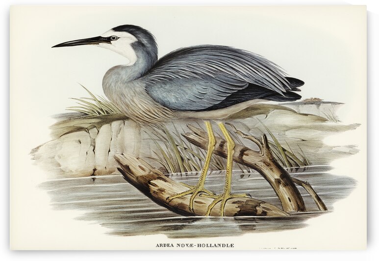 White-fronted Heron Ardea Novae-Hollandiae illustrated by Elizabeth Gould 1804–1841 for John Gould’s 1804-1881 Birds of Australia  by IStockHistory com