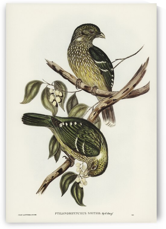 Cat Bird Ptilonorhynchus Smithii illustrated by Elizabeth Gould 1804–1841 for John Gould’s 1804-1881 Birds of Australia  by IStockHistory com