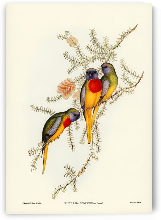 Splendid Grass-Parakeet Euphema splendida illustrated by Elizabeth Gould 1804–1841 for John Gould’s 1804-1881 Birds of Australia  by IStockHistory com