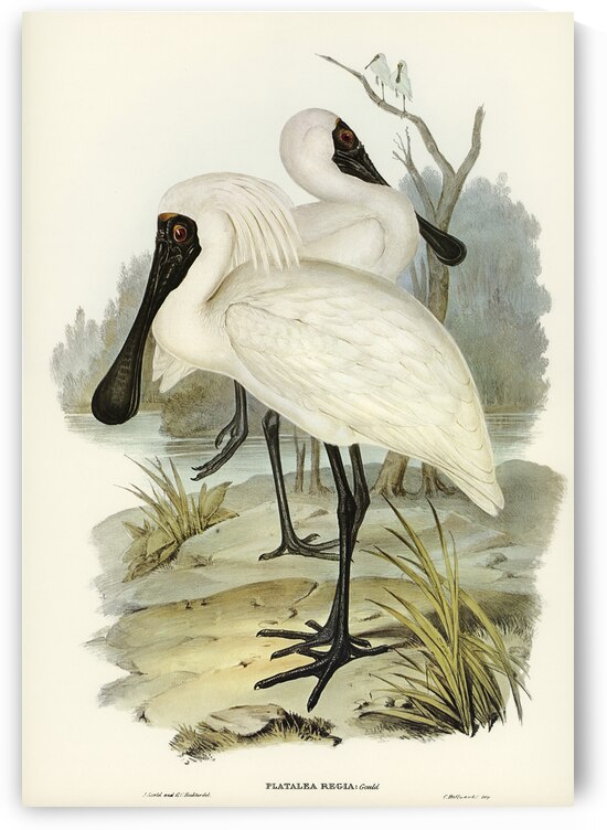 Royal spoonbill platalea regia illustrated by Elizabeth Gould 1804–1841 for John Gould’s 1804-1881 Birds of Australia  by IStockHistory com