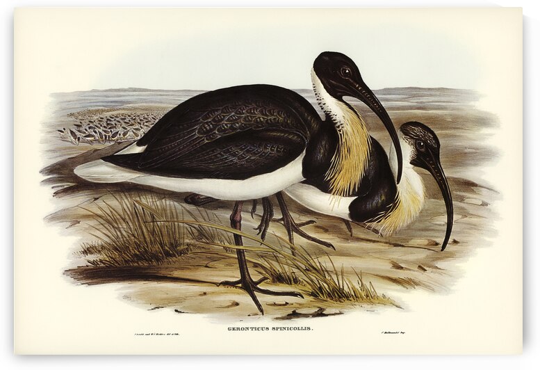 Straw-necked Ibis Geronticus spinicollis illustrated by Elizabeth Gould 1804–1841 for John Gould’s 1804-1881 Birds of Australia  by IStockHistory com