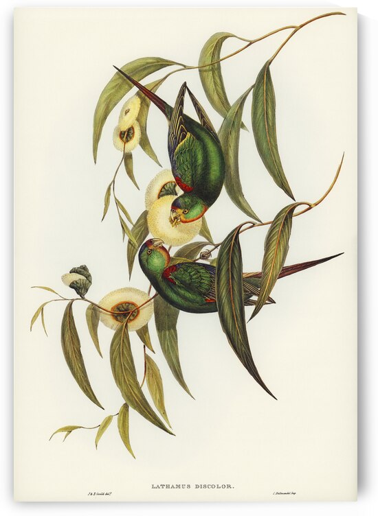 Swift Lorikeet Lathamus discolor illustrated by Elizabeth Gould 1804–1841 for John Gould’s 1804-1881 Birds of Australia  by IStockHistory com