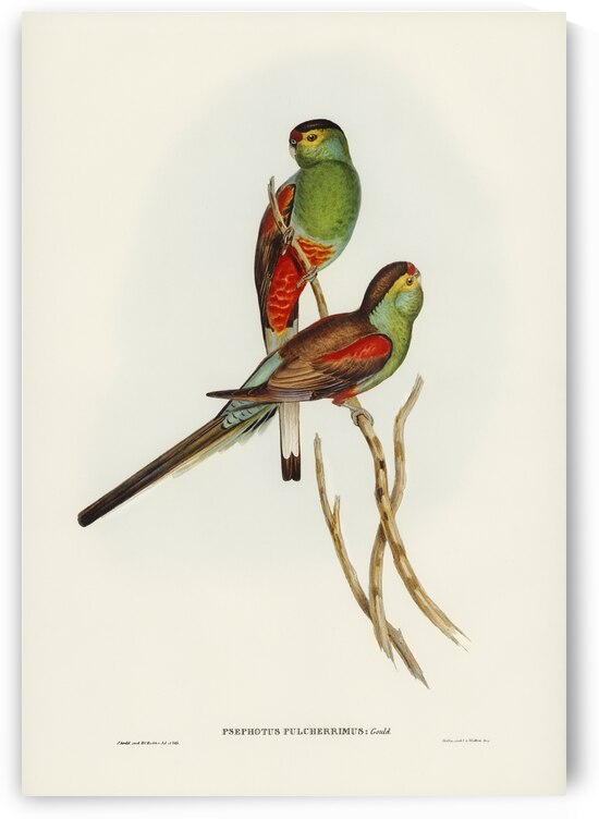 Beautiful Parakeet Psephotus pulcherrimus illustrated by Elizabeth Gould 1804–1841 for John Gould’s 1804-1881 Birds of Australia  by IStockHistory com