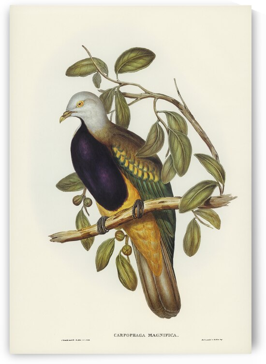 Magnificent Fruit Pigeon Carpophaga magnifica illustrated by Elizabeth Gould 1804–1841 for John Gould’s 1804-1881 Birds of Australia  by IStockHistory com