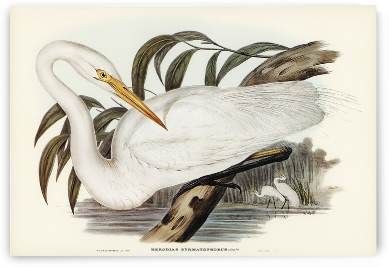 Australian Egret Hrodias syrmatophorus illustrated by Elizabeth Gould 1804–1841 for John Gould’s 1804-1881 Birds of Australia  by IStockHistory com