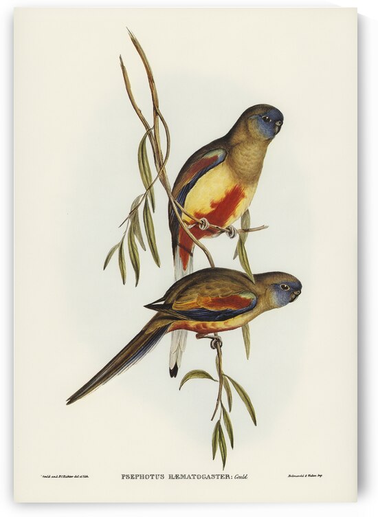 Crimson-bellied Parakeet Psephotus haematogaster illustrated by Elizabeth Gould 1804–1841 for John Gould’s 1804-1881 Birds of Australia  by IStockHistory com